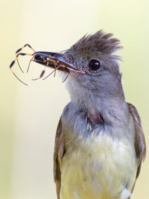 Great Crested Flycatcher